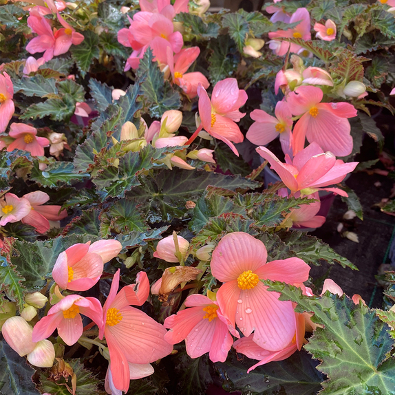 Begonia Florencio Pink 12cm pot