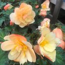 Begonia fragrant Fall Peach 12cm pot