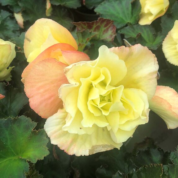 Begonia fragrant falls lemon 12cm pot