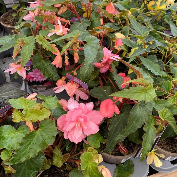 Begonia Funky Light Pink 1 litre pot