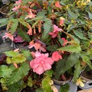Begonia Funky Light Pink 1 litre pot
