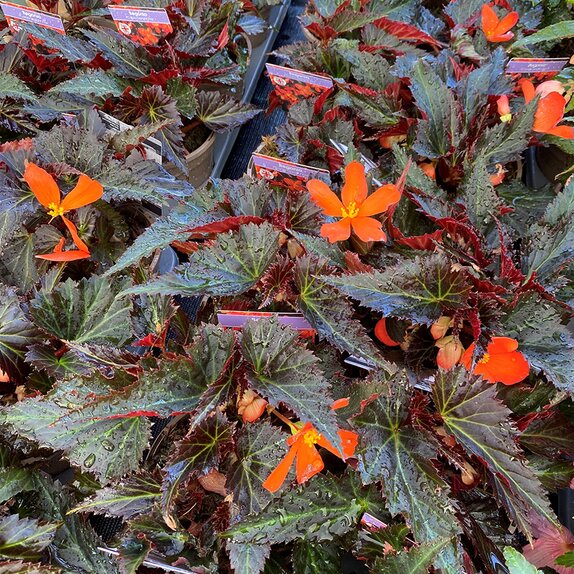 Begonia Iconia Upright Fire 1 litre pot