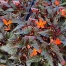 Begonia Iconia Upright Fire 1 litre pot