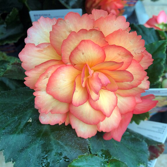 Begonia Illumination Apricot Shades