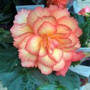 Begonia Illumination Apricot Shades