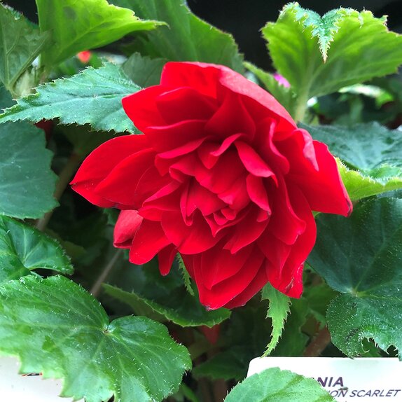 Begonia Illumination Scarlet