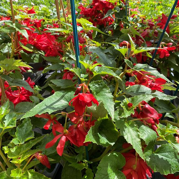 Begonia Illumination Scarlet