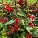 Begonia Illumination Scarlet
