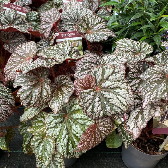 Begonia Little Moon