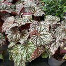 Begonia Little Moon