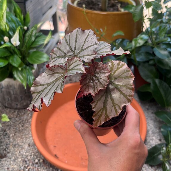 Begonia Looking Glass