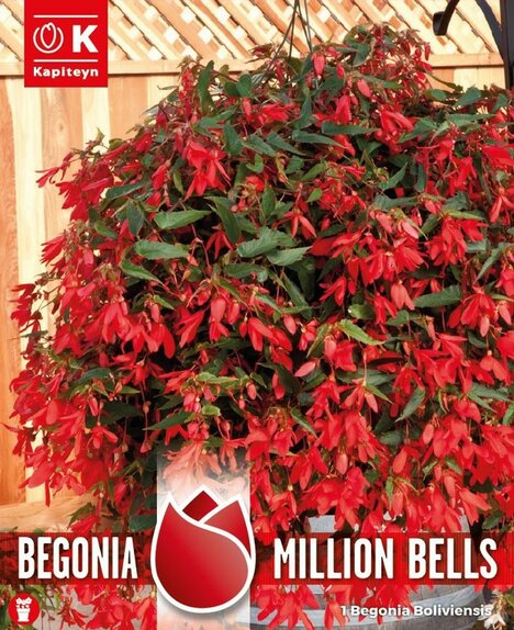 Begonia Million bells