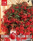 Begonia Million bells