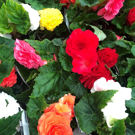 Begonia Non Stop Mixed 1 litre pot