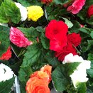 Begonia Non Stop Mixed 1 litre pot