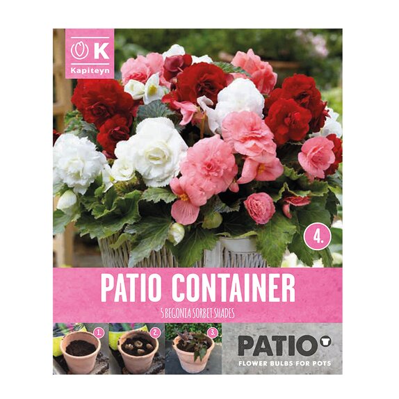 Begonia Non Stop Patio Container Sorbet Shades