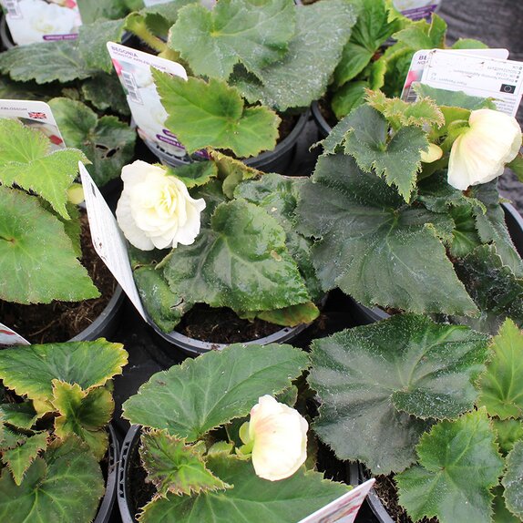 Begonia Nonstop Appleblossom