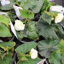 Begonia Nonstop Appleblossom