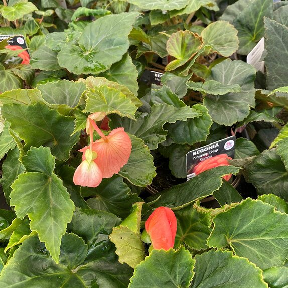 Begonia Nonstop Deep Salmon 1 litre pot