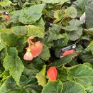 Begonia Nonstop Deep Salmon 1 litre pot