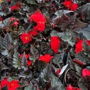 Begonia Nonstop Mocca Cherry - image 1
