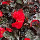 Begonia Nonstop Mocca Cherry - image 2