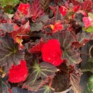 Begonia Nonstop Mocca Cherry