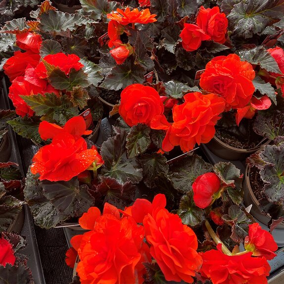 Begonia Nonstop Mocca Deep Orange