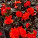 Begonia Nonstop Mocca Deep Orange