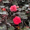Begonia Nonstop Mocca Pink Shades