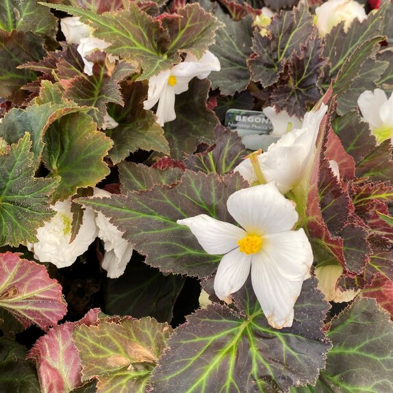 Begonia Nonstop Mocca White