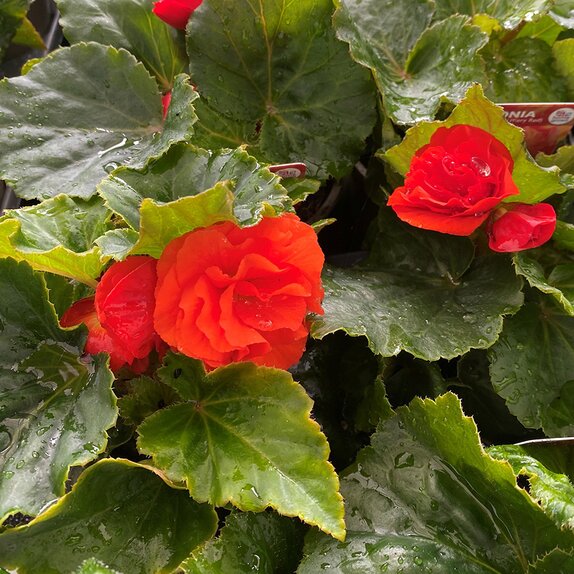 Begonia Nonstop Orange (Fiery Red) - image 1