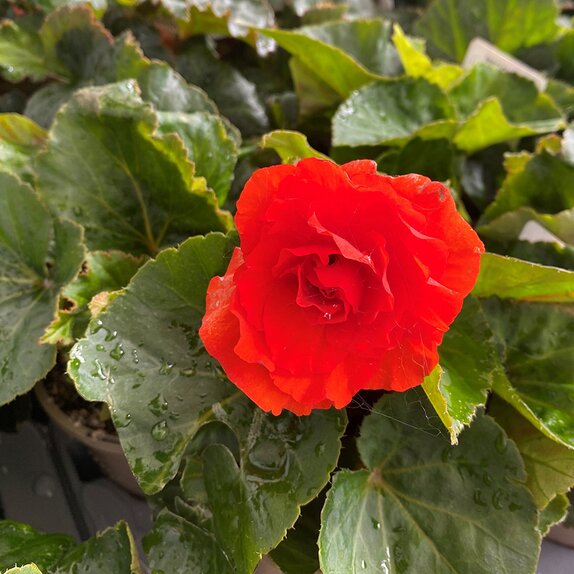 Begonia Nonstop Orange (Fiery Red) - image 2
