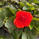 Begonia Nonstop Orange (Fiery Red) - image 2