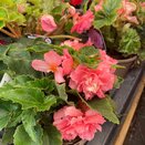 Begonia Nonstop Pink Shades