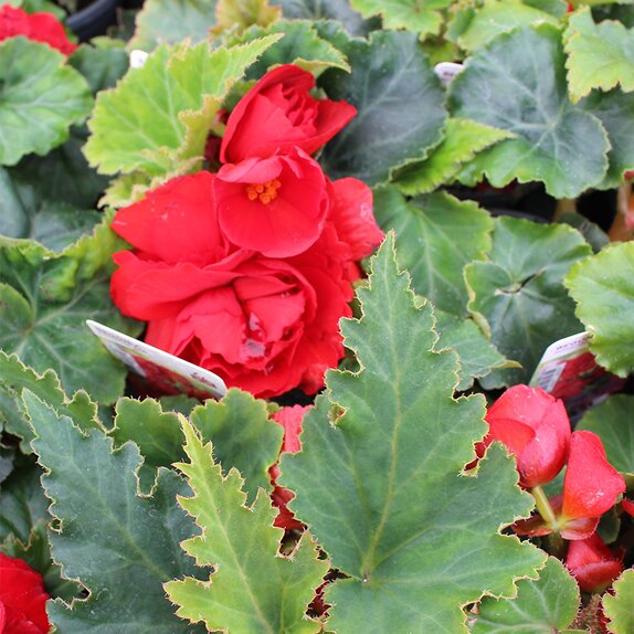 Begonia Nonstop Red
