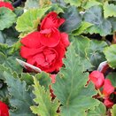 Begonia Nonstop Red