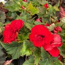 Begonia Nonstop Red