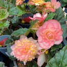 Begonia Nonstop Rose Picotee