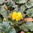 Begonia Nonstop Yellow with Red Back 1 litre pot