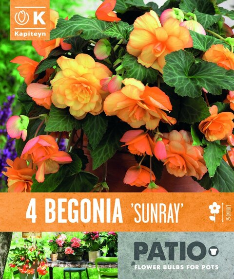 Begonia Patio Cascade Sunray