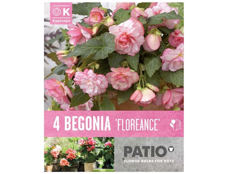 Begonia Patio Floreance