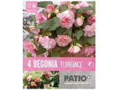 Begonia Patio Floreance
