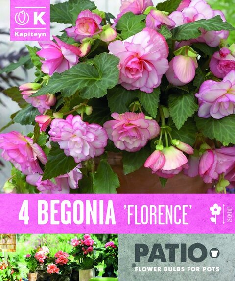 Begonia Patio Florence