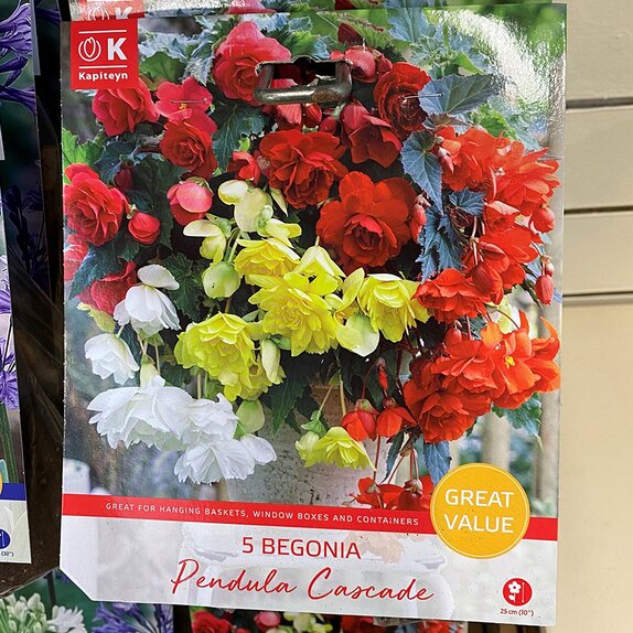 Begonia Pendula Cascade Great Value Pack