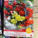Begonia Pendula Cascade Great Value Pack