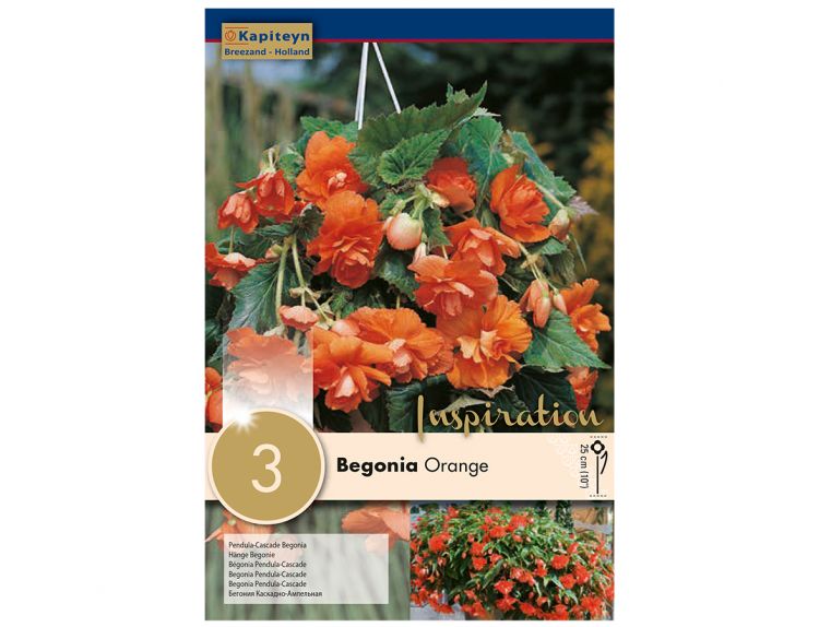 Begonia Pendula Cascade Orange