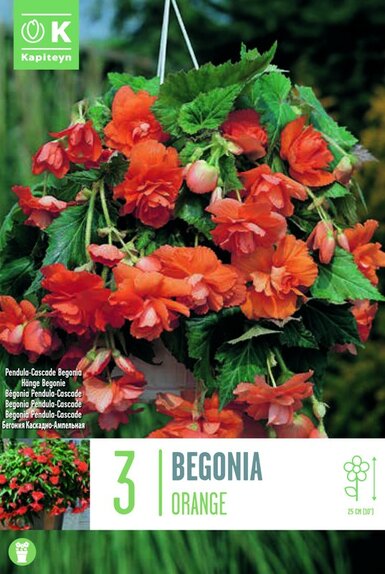 Begonia Pendula Cascade Orange