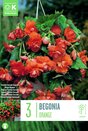 Begonia Pendula Cascade Orange