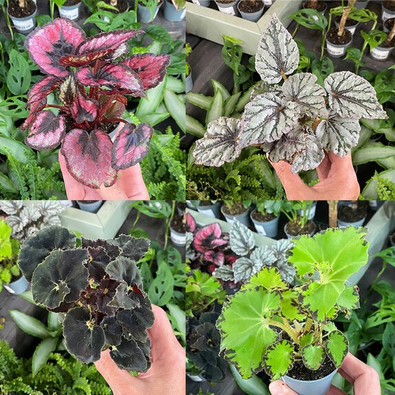 Begonia Rex in varieties bambino